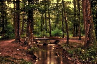 Unlocking Peace: Stress Management Tips for Beginners