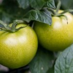 Mastering Portion Control Tips for Effective Weight Management